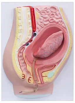 Модель отслойки плаценты Симулятор отделения плаценты Расширенный медицинский учебный модуль по анатомии человека
