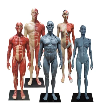 12-дюймовая смола, анатомическая анатомия человека, Череп, модель головы, тела, модель мышц, костей, Мужские Женские украшения