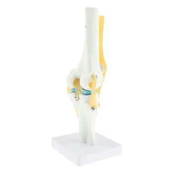Анатомическая модель колена в натуральную величину 1: 1 (модель функциональной связки коленного сустава человека)