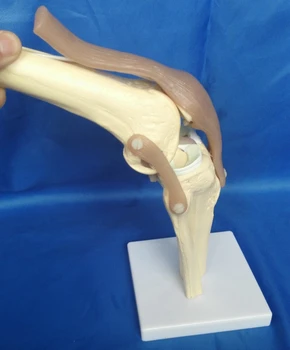Гибкая модель коленного сустава человека с функциональной моделью связок надколенника
