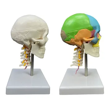 Модель черепа человеческого цвета с анатомической моделью шейного позвонка, медицинские принадлежности для преподавания естественных наук в классе, модель обучения