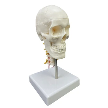 Анатомическая модель черепа с изображением головы человека 63HD и расходных материалов для обучения шейным позвонкам