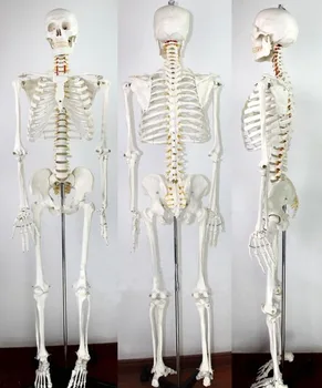 Модель человеческого скелета, медицинская анатомическая модель в натуральную величину, рост 170 см, для преподавания и изучения анатомии