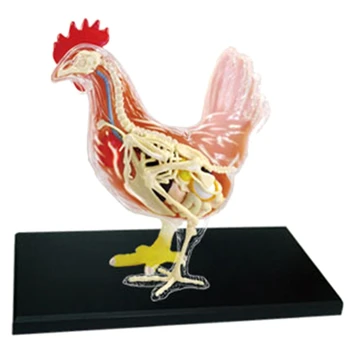 Красно-белая Курица 4D Мастер-головоломка для сборки игрушек Биология животных Анатомический орган Обучающая модель Анатомия