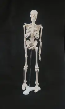 45 см Анатомическая модель скелета человека Медицинский Плакат Медицинское Учебное пособие