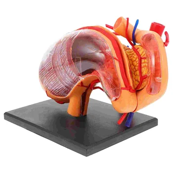 Анатомическая модель живота, 1 шт., медицинская анатомическая демонстрационная модель для школы