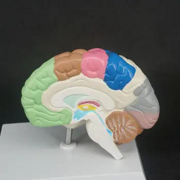 Цвет ПВХ Анатомия области человеческого мозга Анатомическая модель Правого Полушария Медицинская функция Образовательные принадлежности