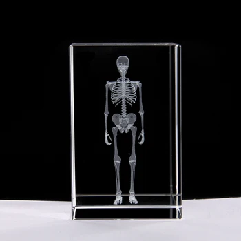 3d Кристаллическая модель человеческого скелета Медицинская Обучающая Кристаллическая стереообразовательная модель 5 * 5 * 8 см