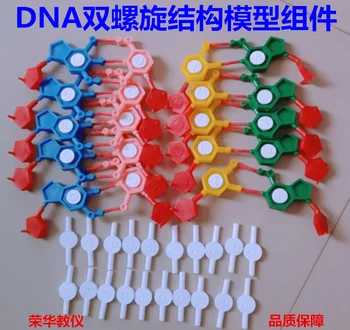 Сборка модели структуры двойной спирали ДНК, сборка хромосом J3242, стандартная конфигурация нуклеотидов, учебный инструмент